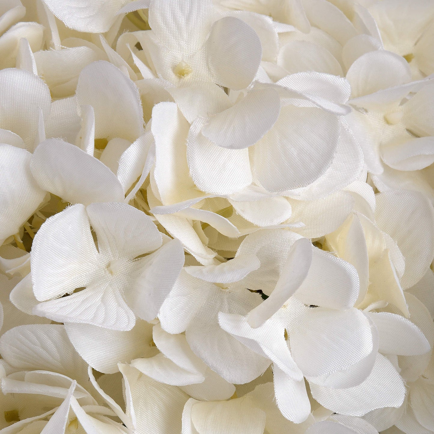 Close-up of white hydrangea flowers
