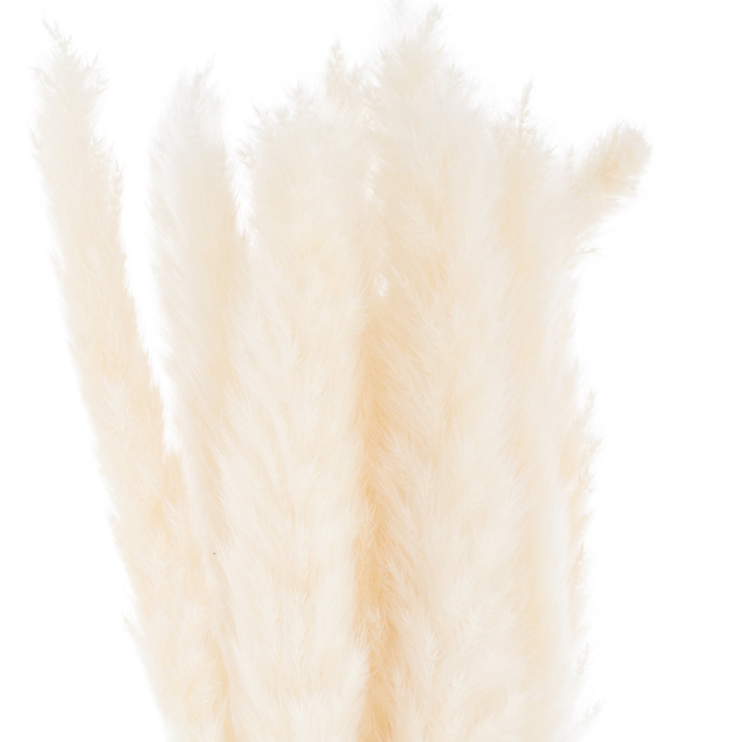 Close-up of beige feathers on a white background