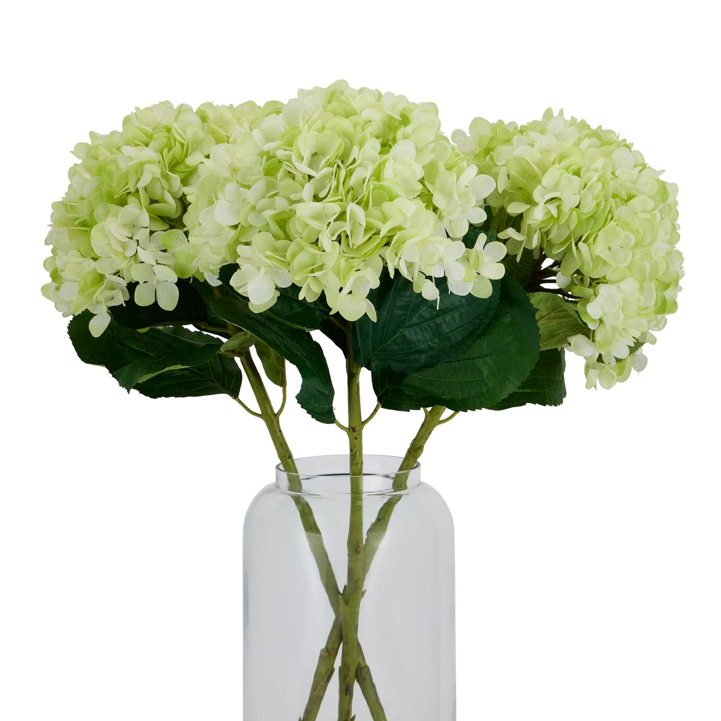 Green hydrangea flowers in a clear vase on a white background