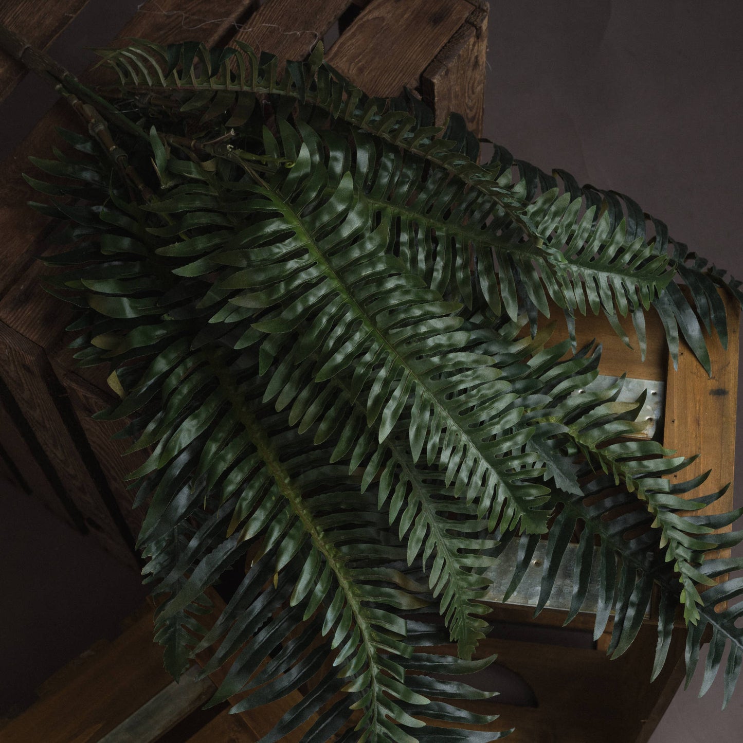Fern leaves on a wooden surface