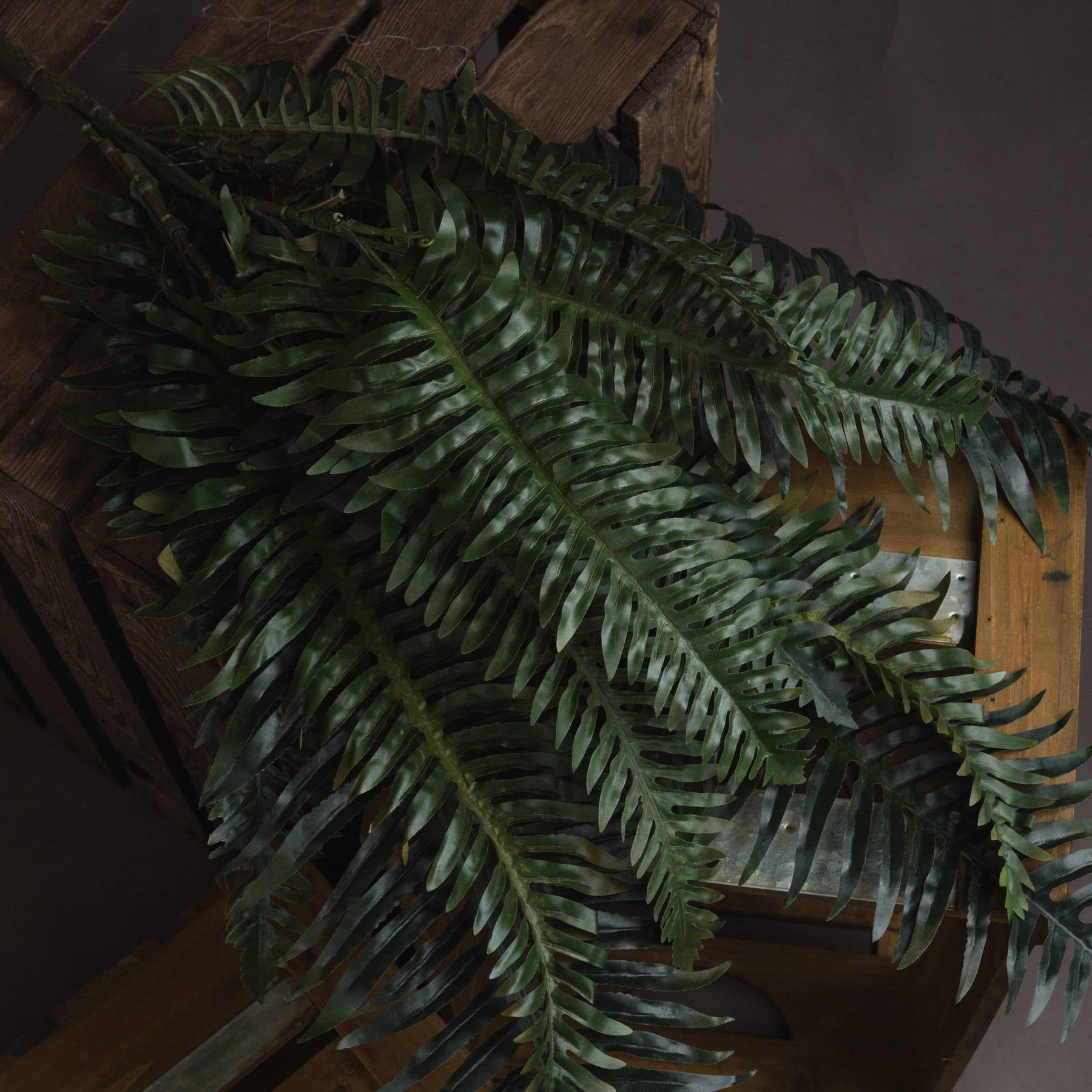 Fern leaves on a wooden surface