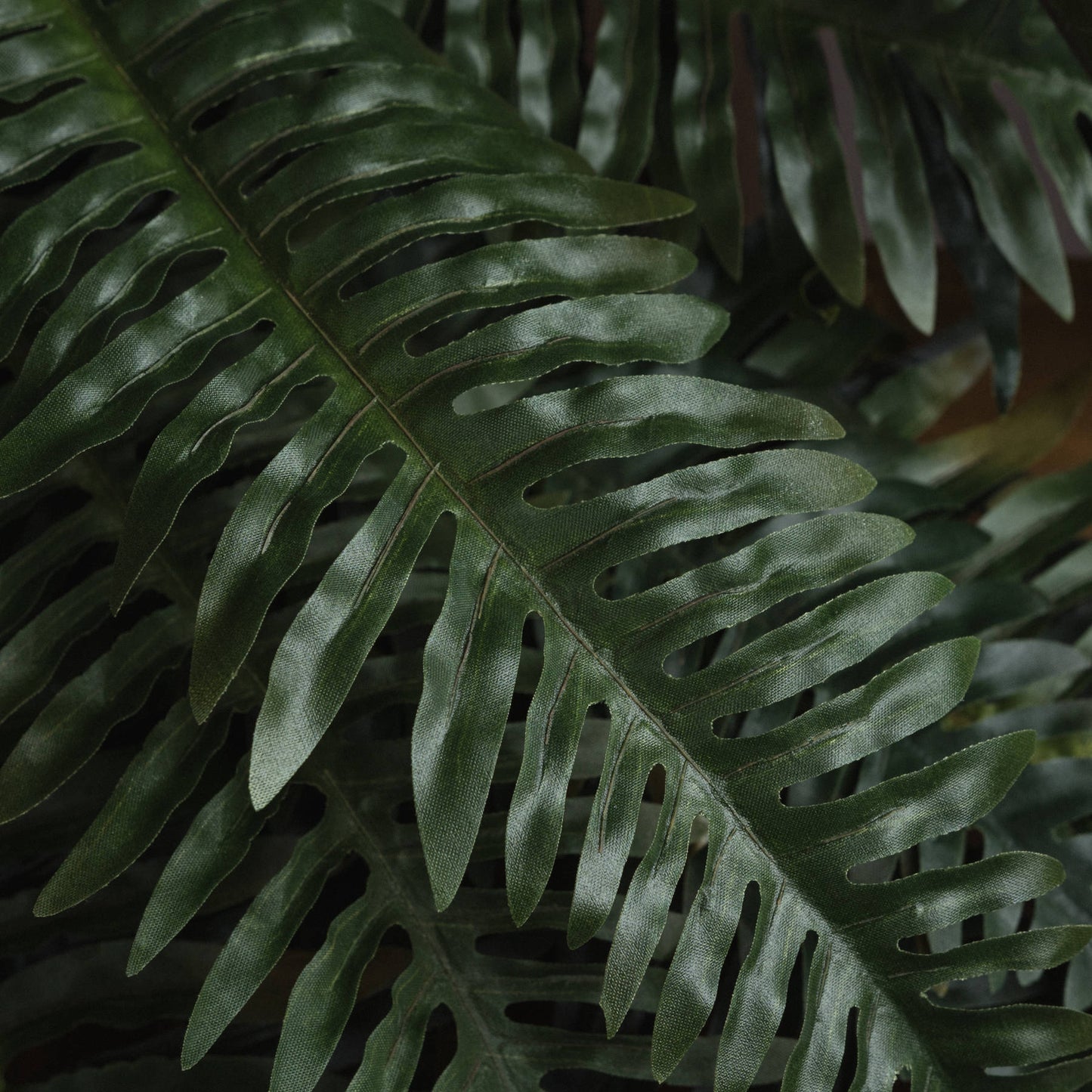 Close-up of a green fern leaf with detailed texture