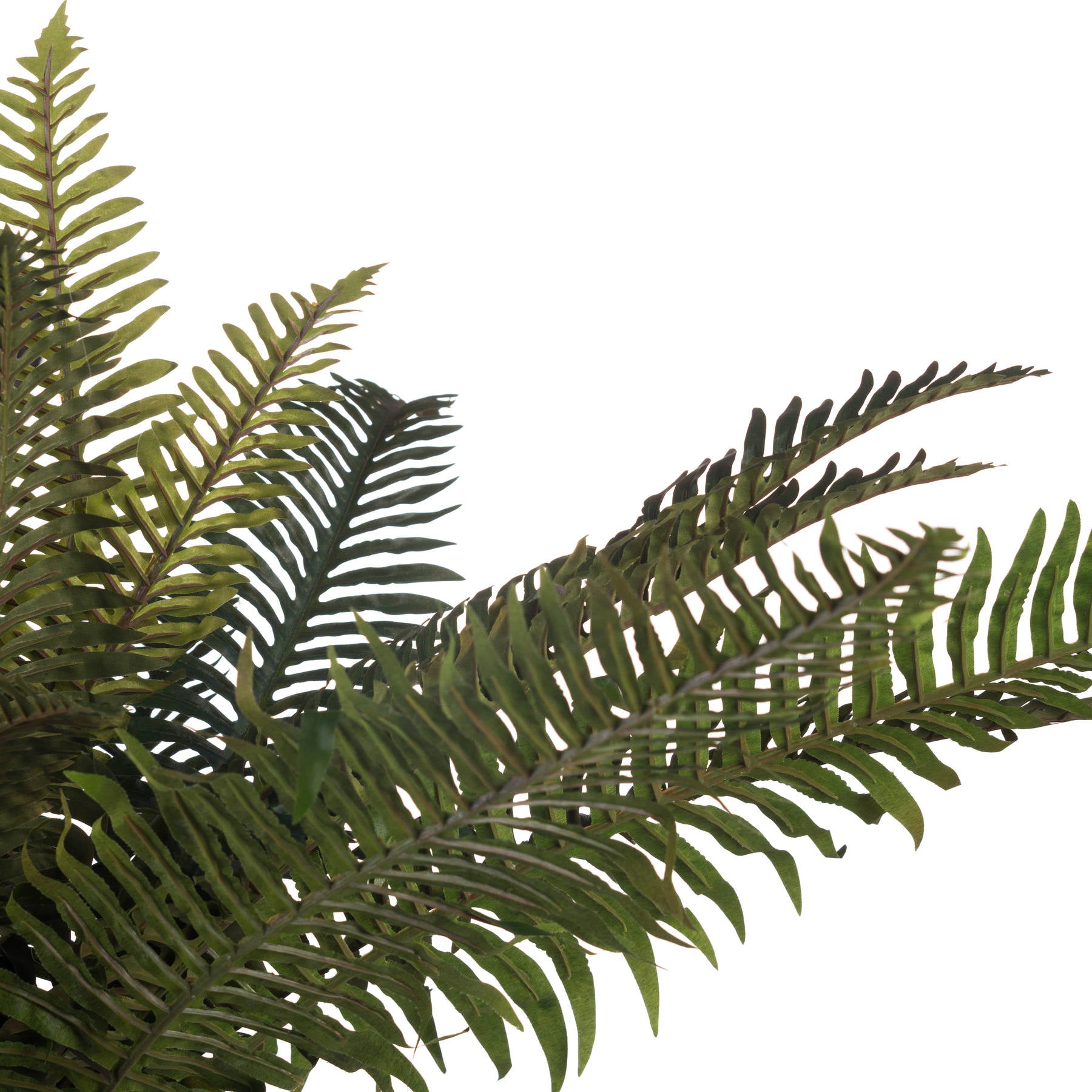 Close-up of green fern leaves on a white background