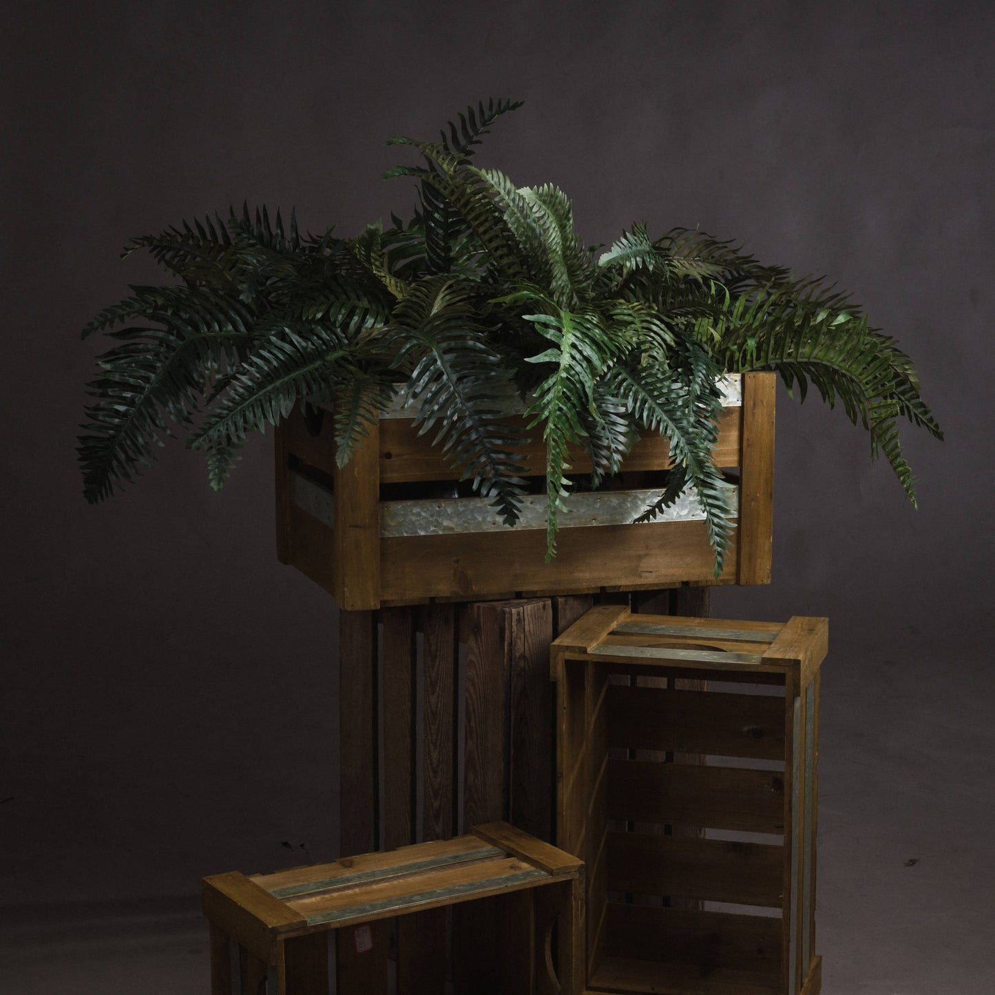 Fern plant in a wooden crate on a dark background