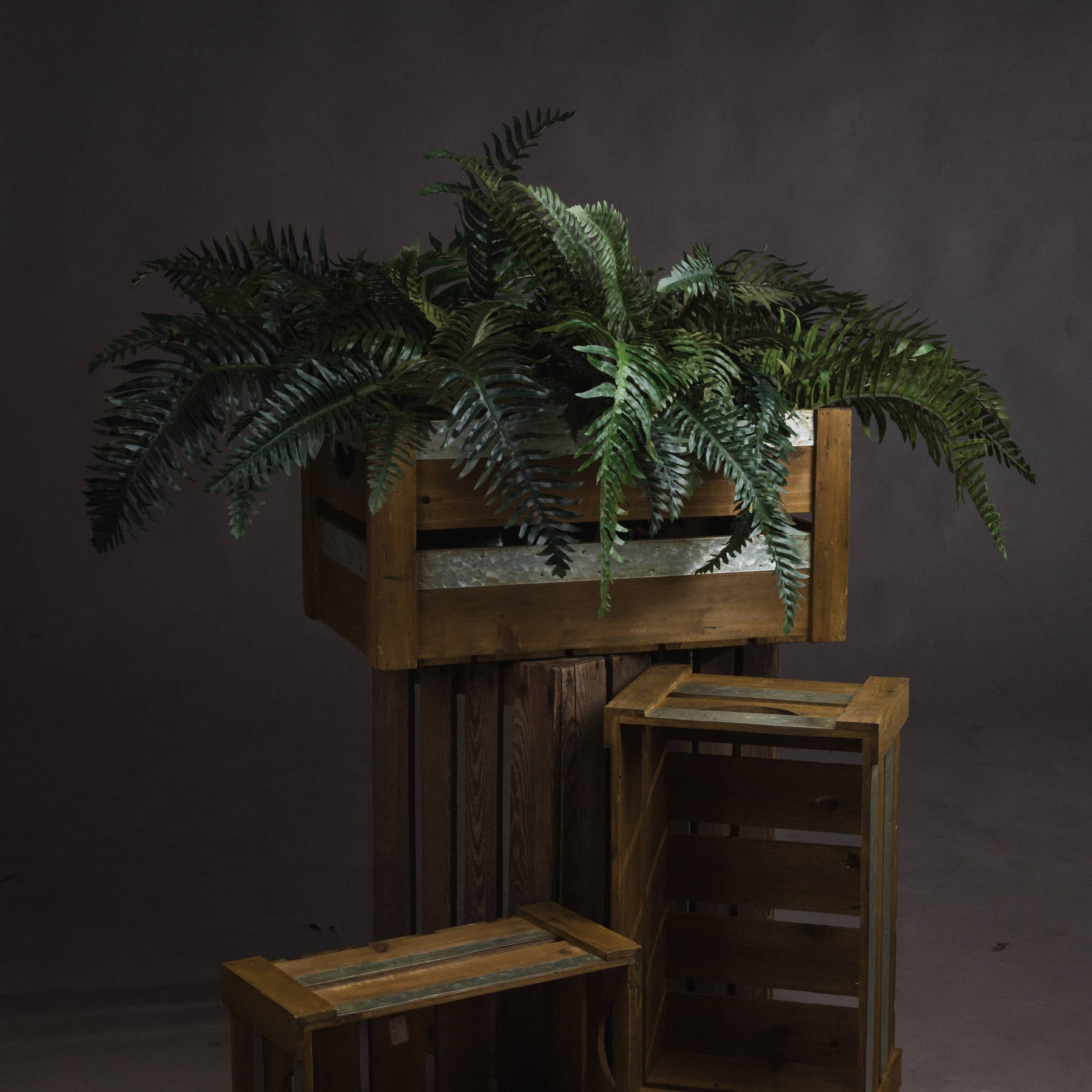 Fern plant in a wooden crate on a dark background