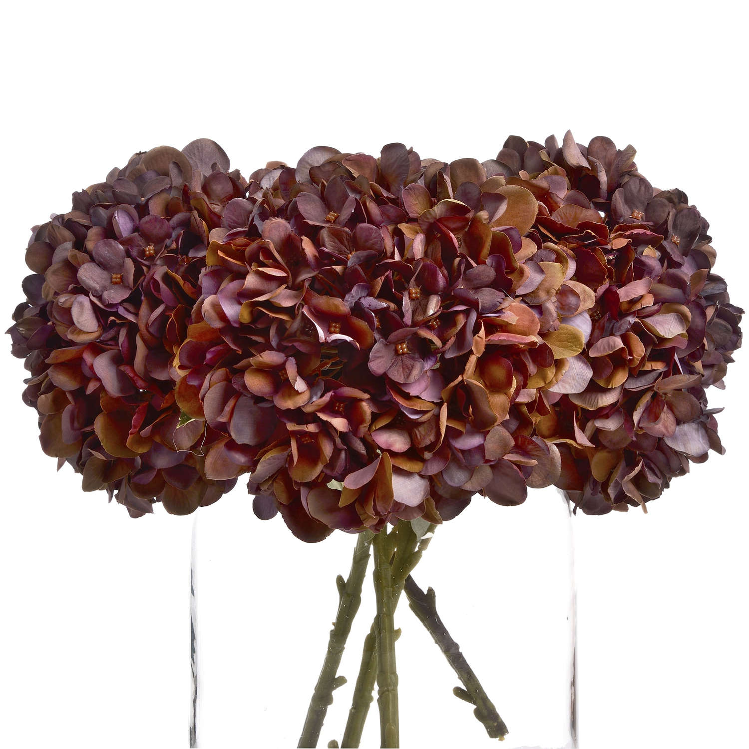 Bouquet of dark purple and brown hydrangeas in a clear vase on a white background