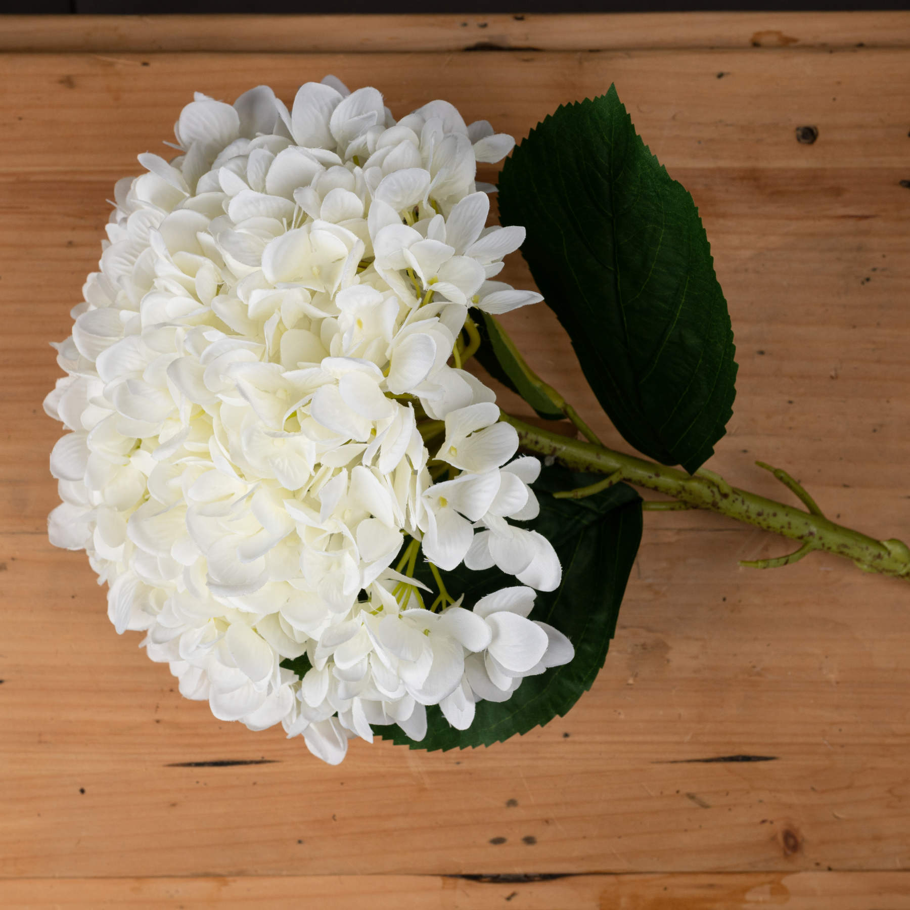 White hydrangea flower on a wooden surface