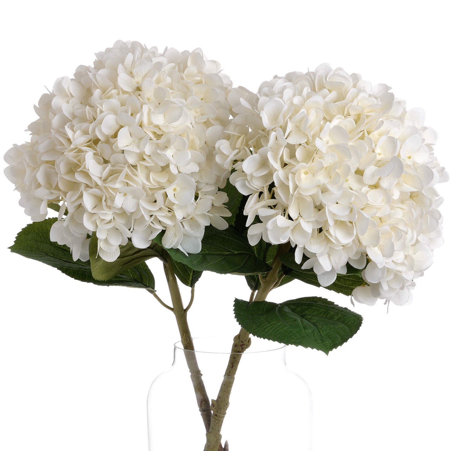 Two white hydrangea flowers with green stems and leaves on a white background