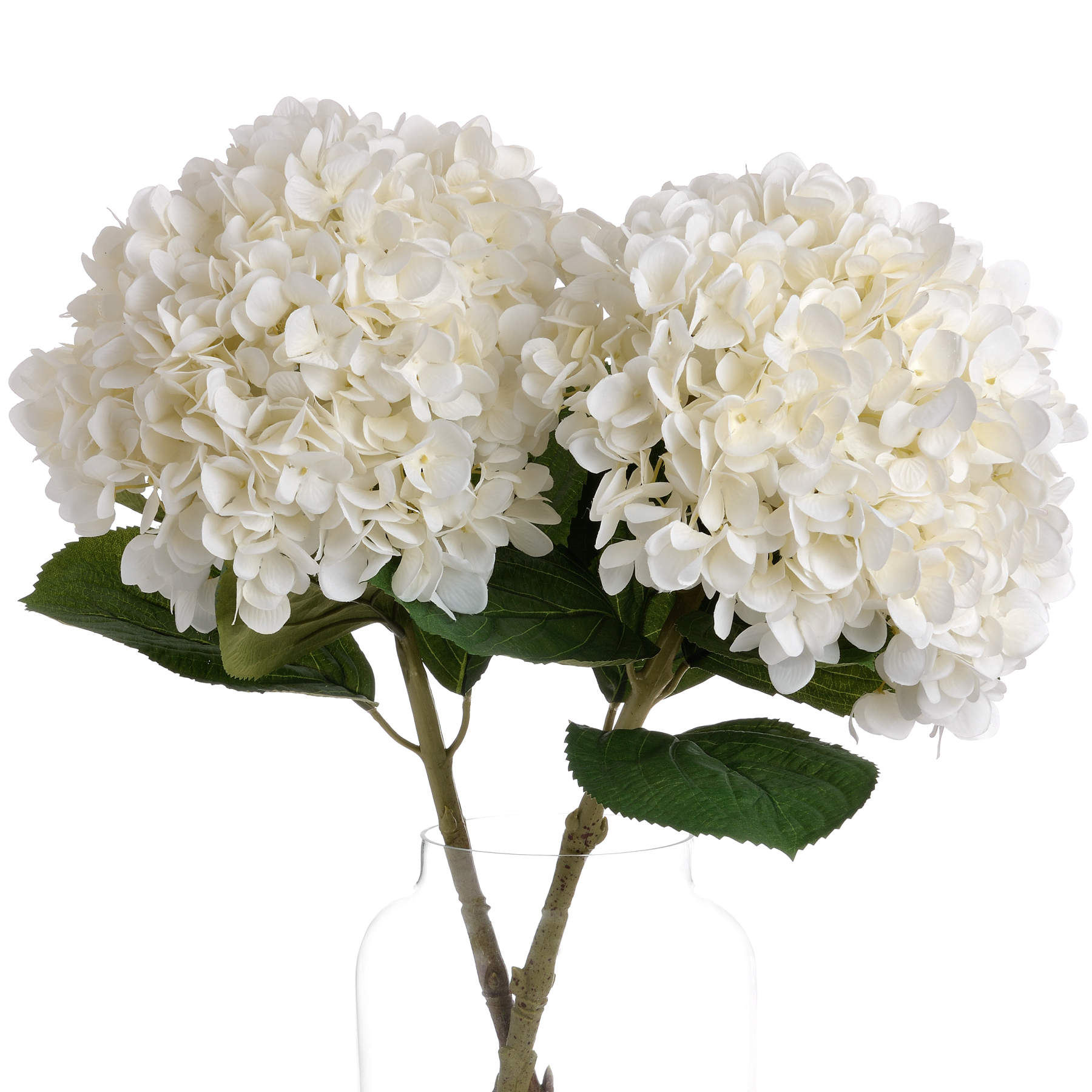 Two white hydrangea flowers with green stems and leaves on a white background