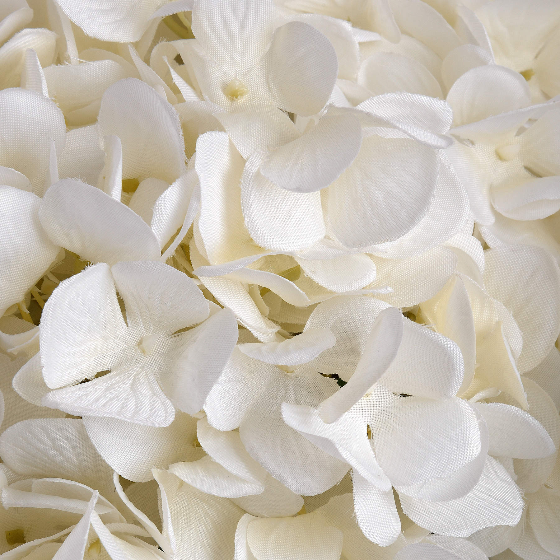 Close-up of white hydrangea flowers
