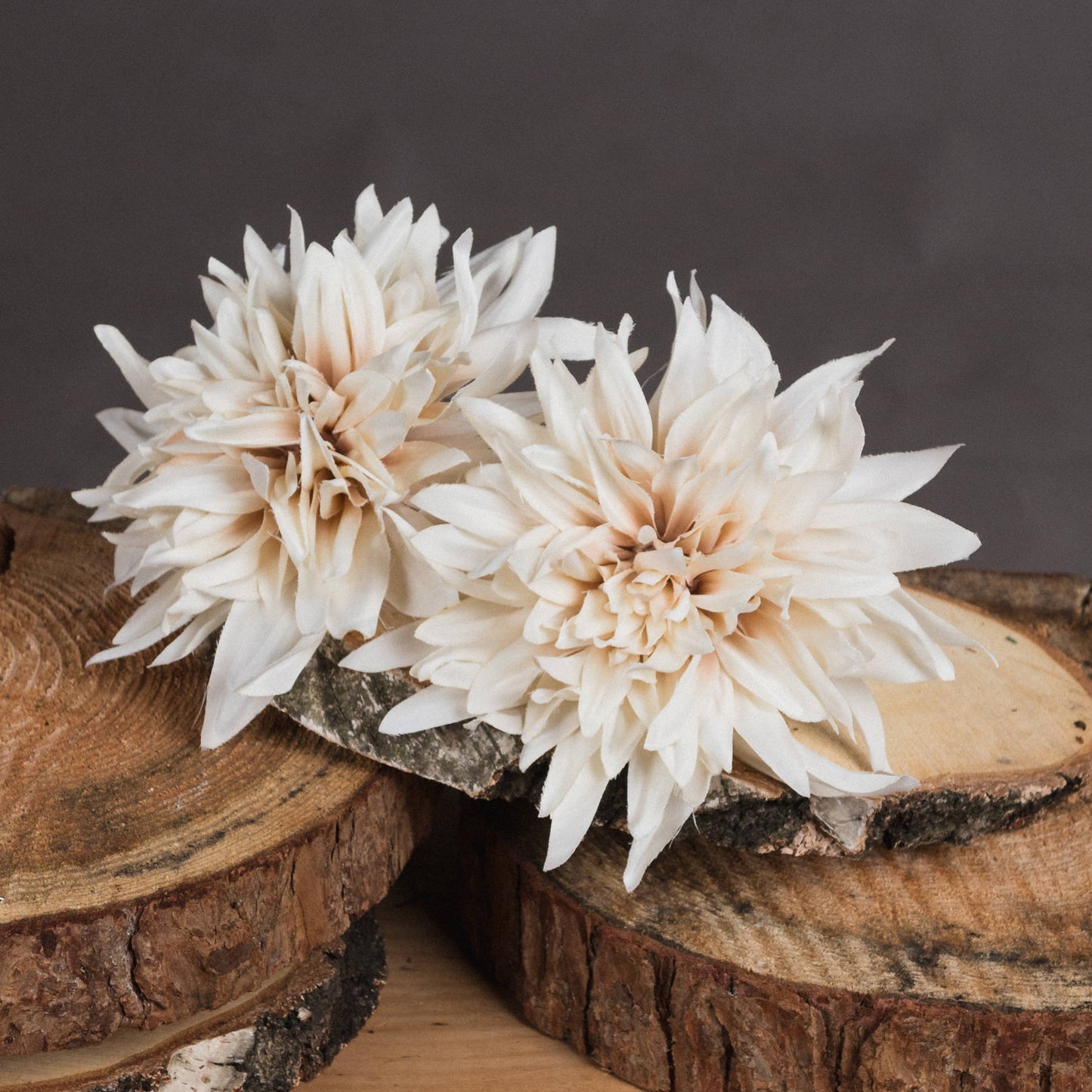 Two beige dahlias on wooden logs with a dark background