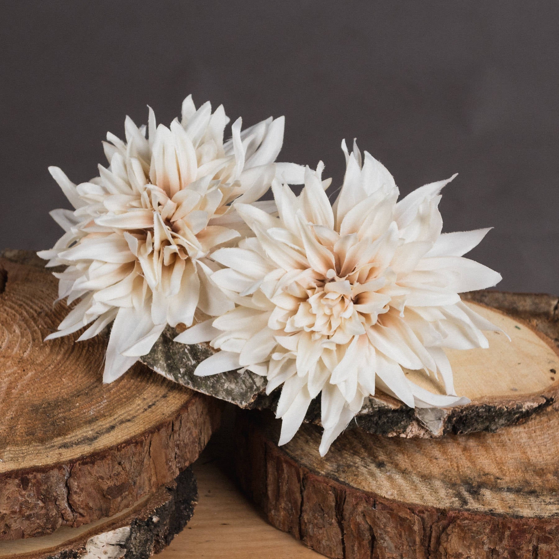Two beige dahlias on wooden logs with a dark background