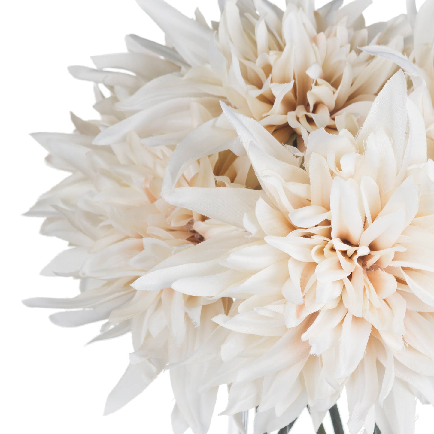 Close-up of a beige flower with a white background