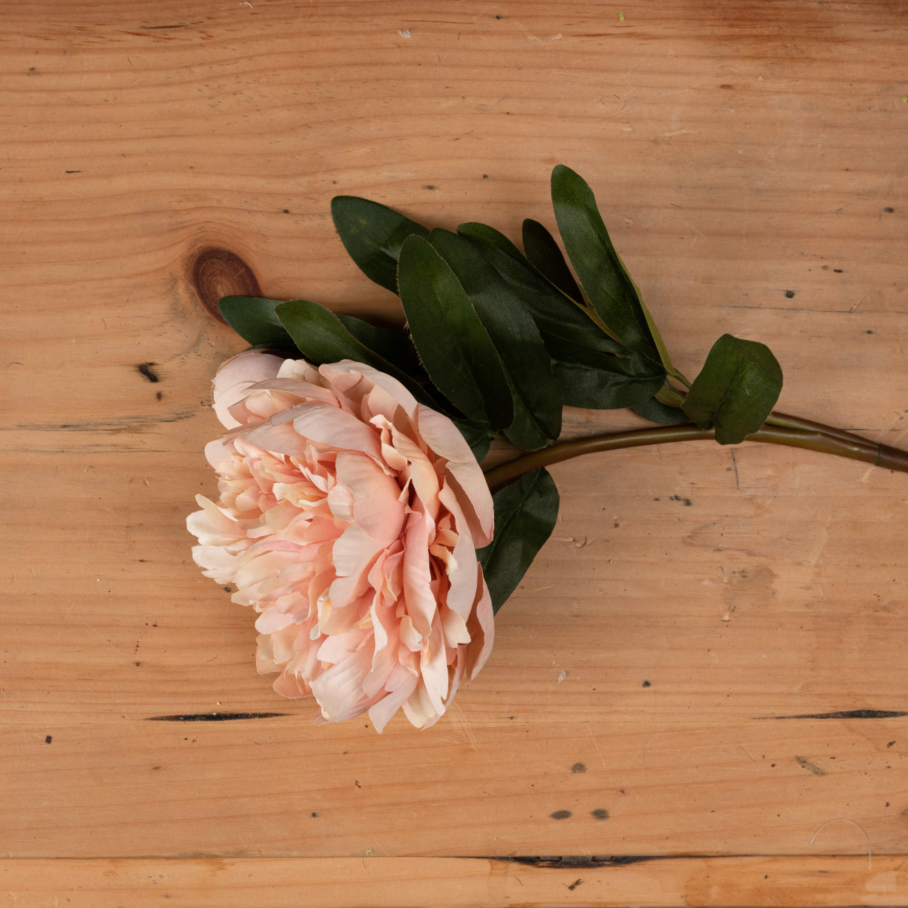 Pink flower with green leaves on a wooden surface