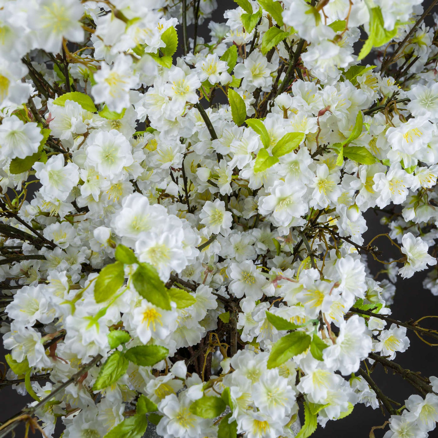 Close-up of white flowers with green leaves on a dark background
