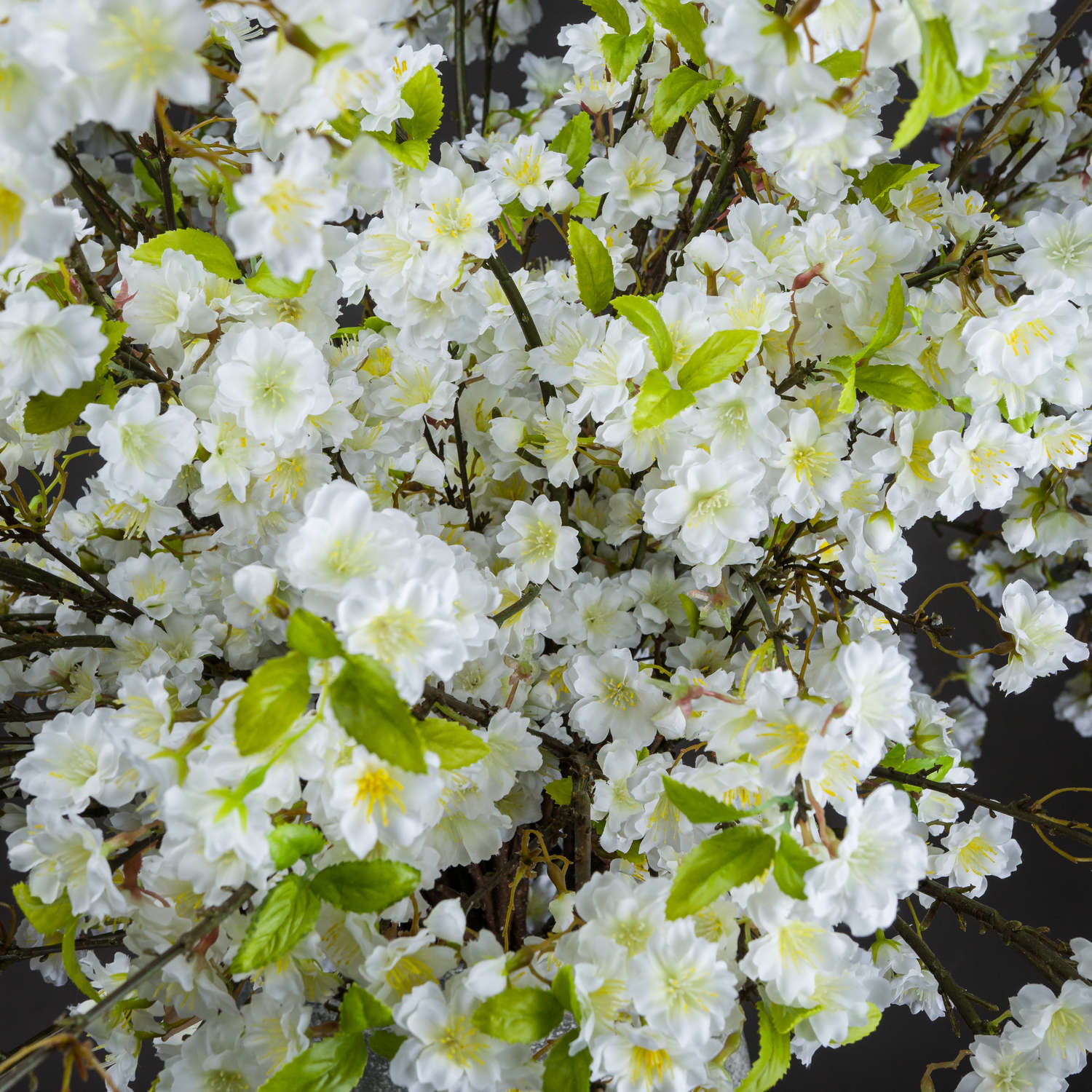 Close-up of white flowers with green leaves on a dark background