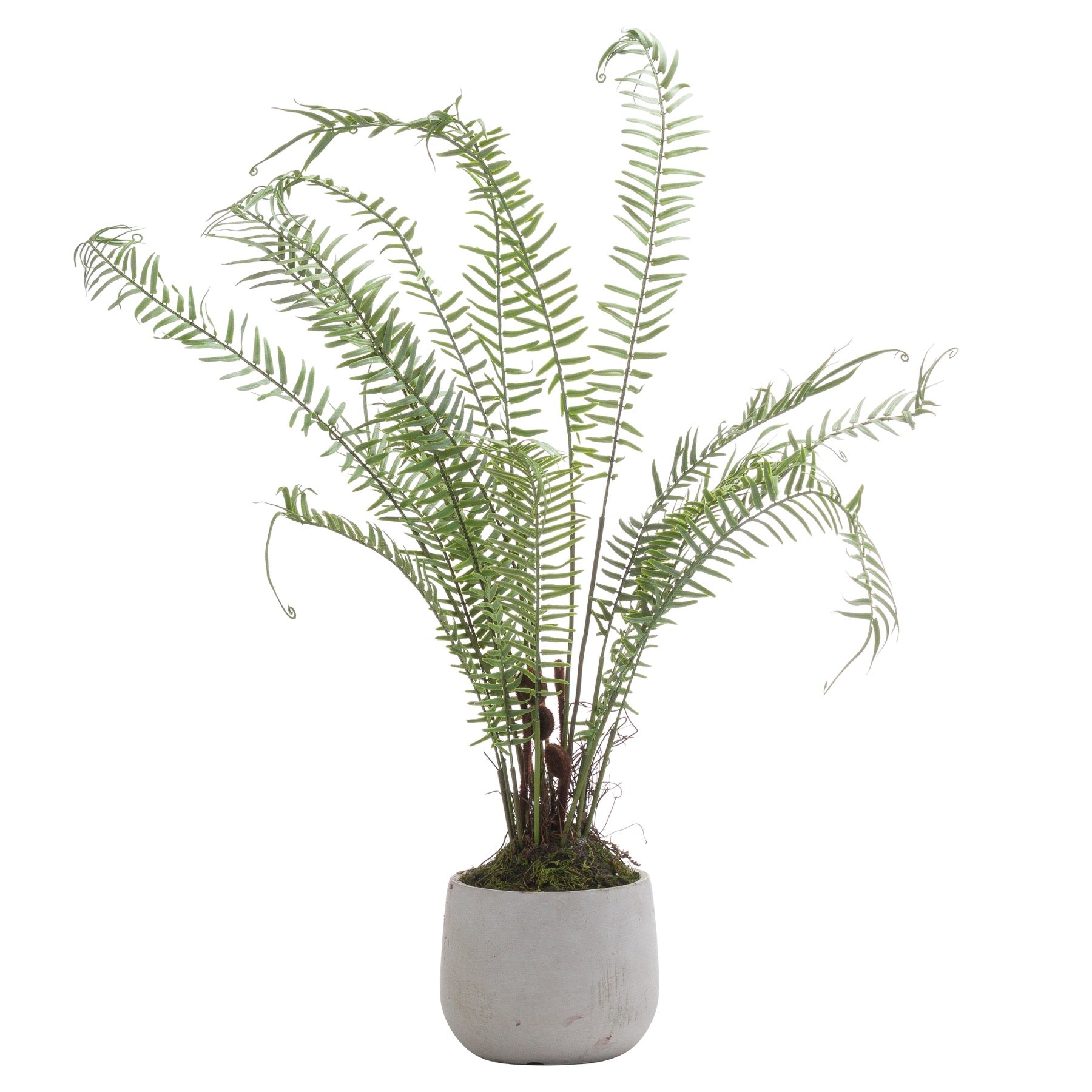 Potted fern plant on a white background