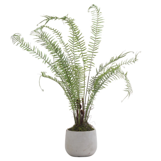 Potted fern plant on a white background