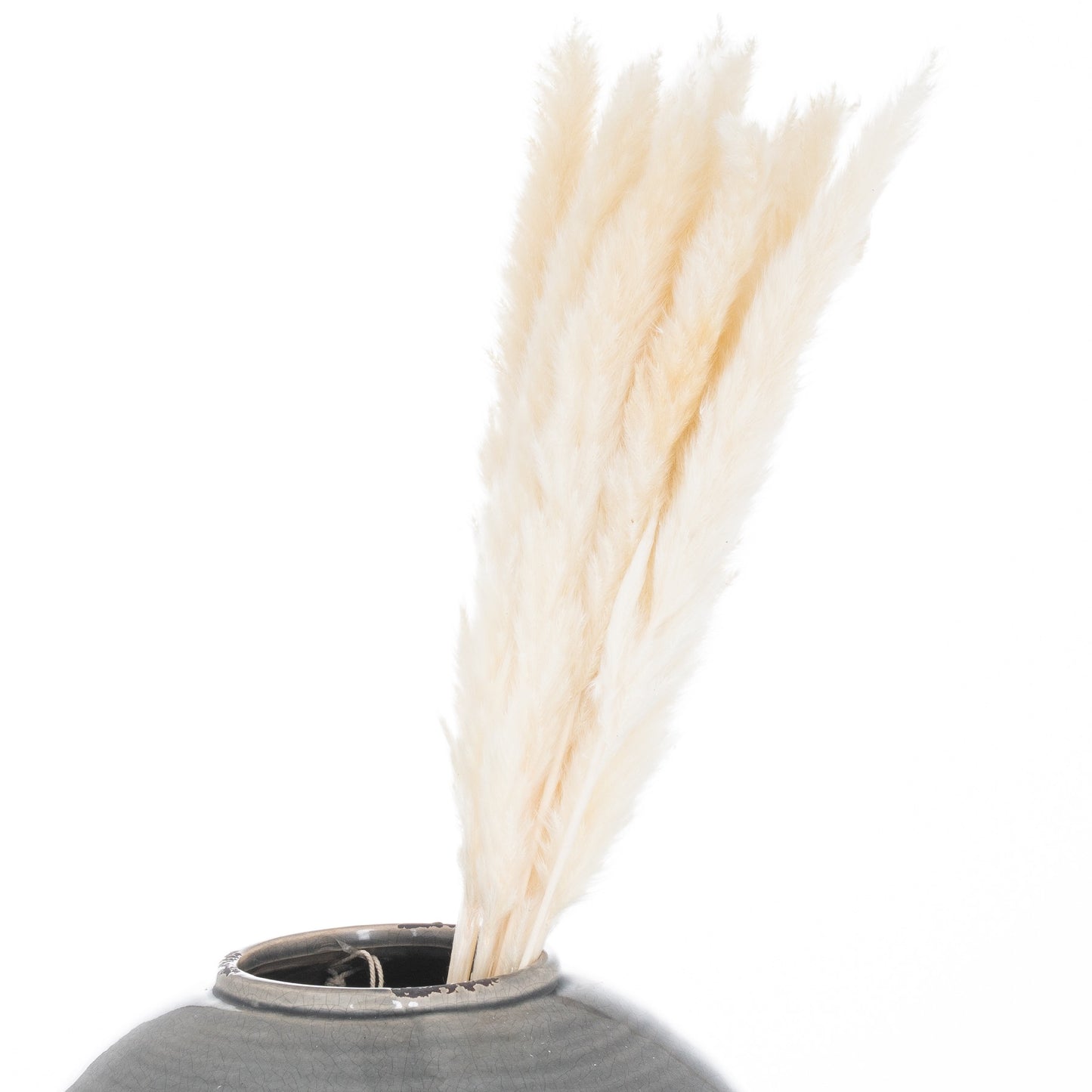 Gray vase with dried beige and white reeds on a white background