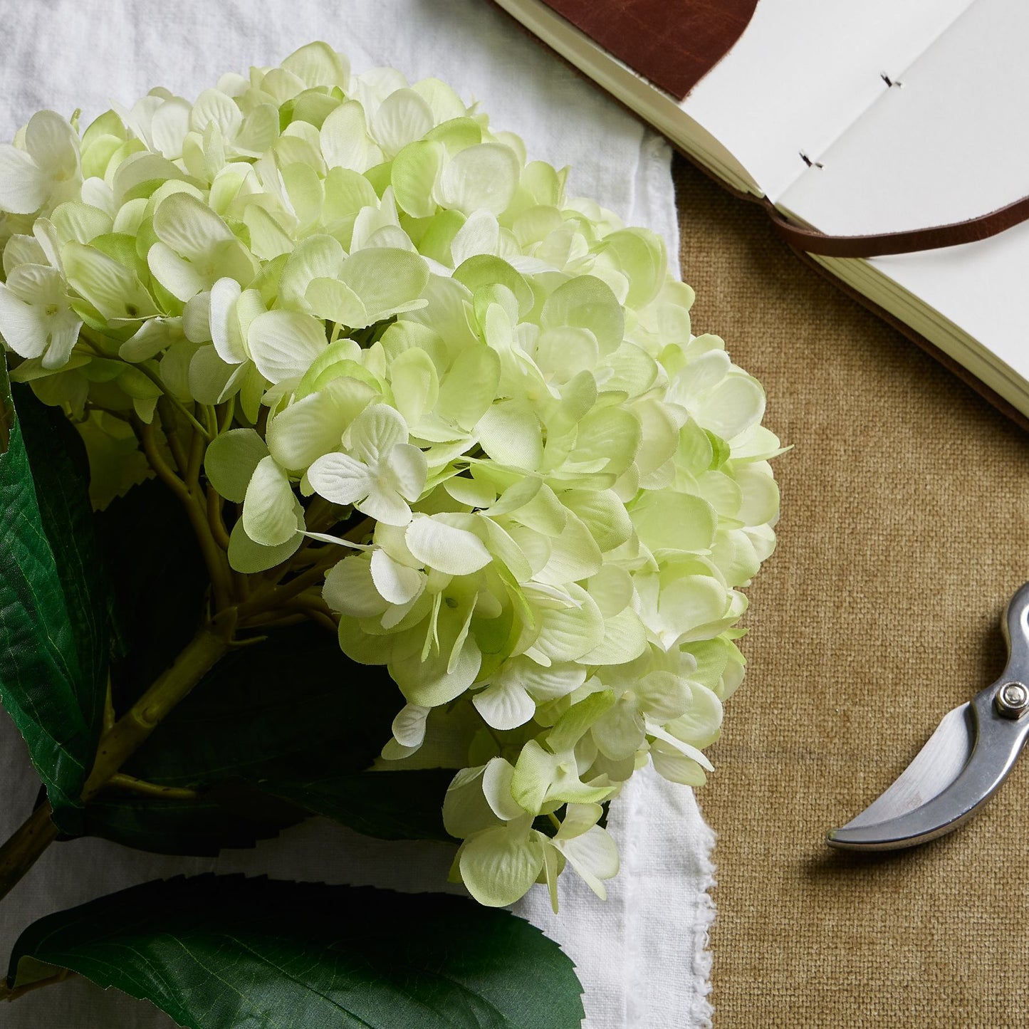 Light green hydrangea flower on a textured surface with a pair of shears.