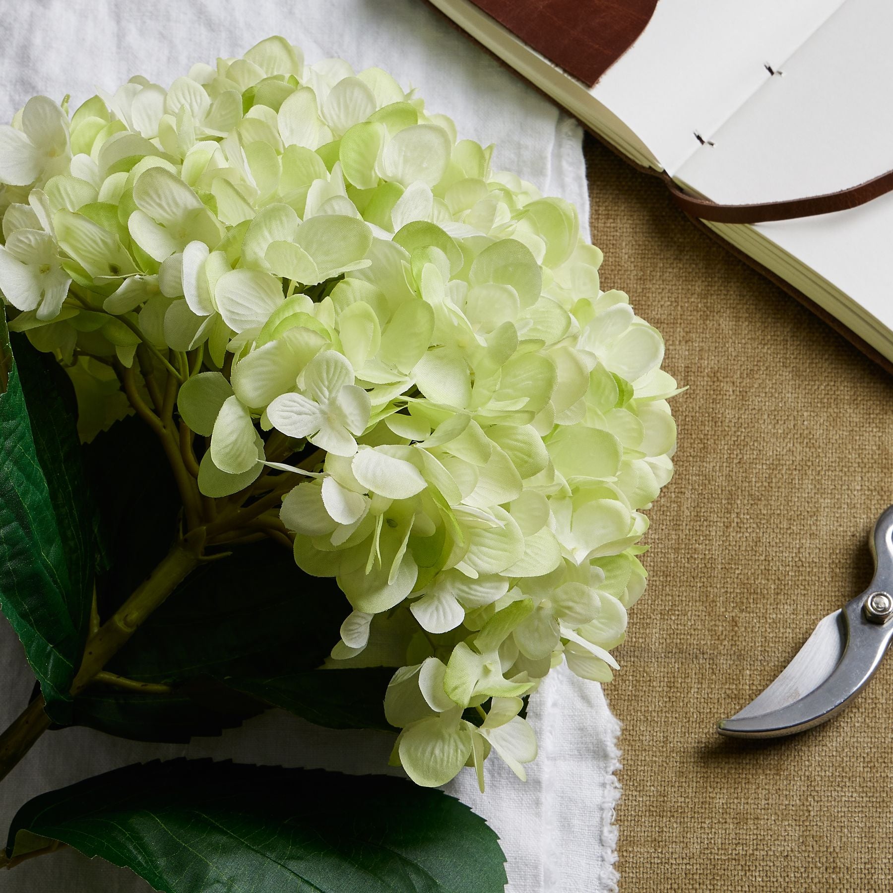 Light green hydrangea flower on a textured surface with a pair of shears.