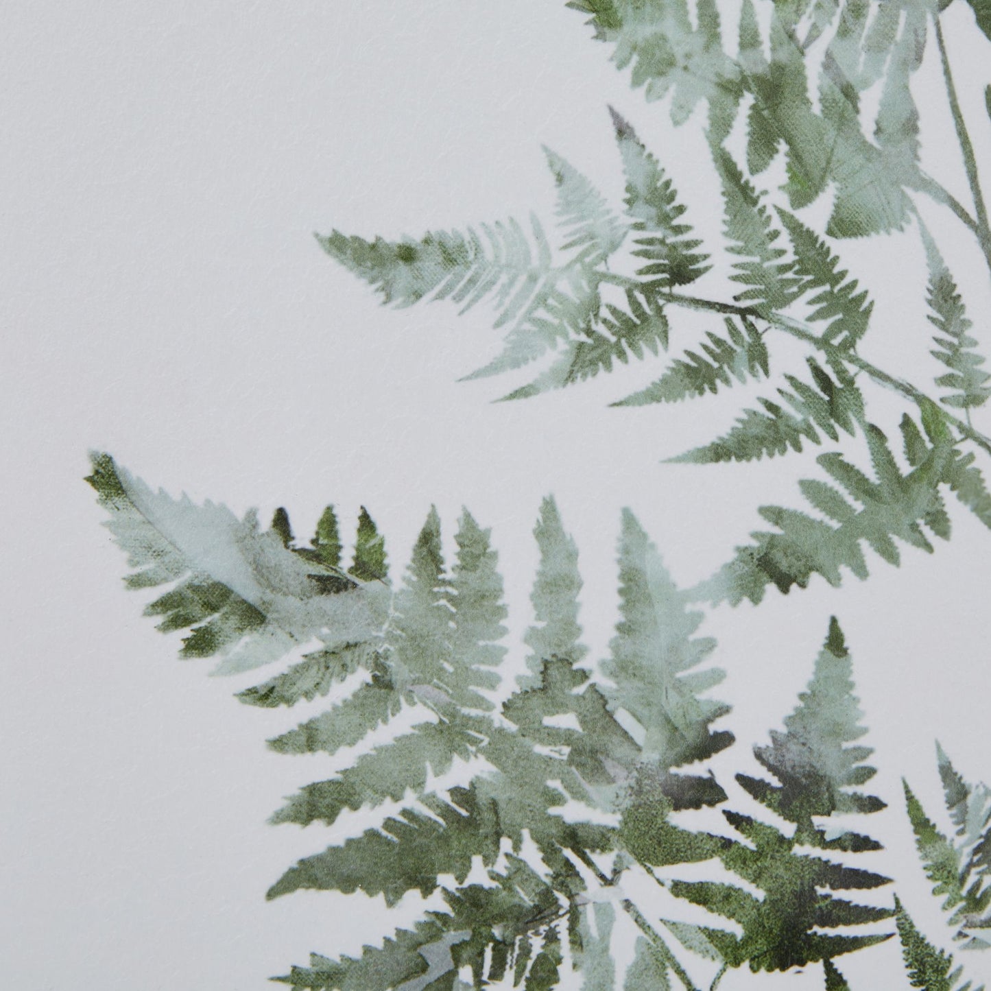 Fern leaves on a light gray background