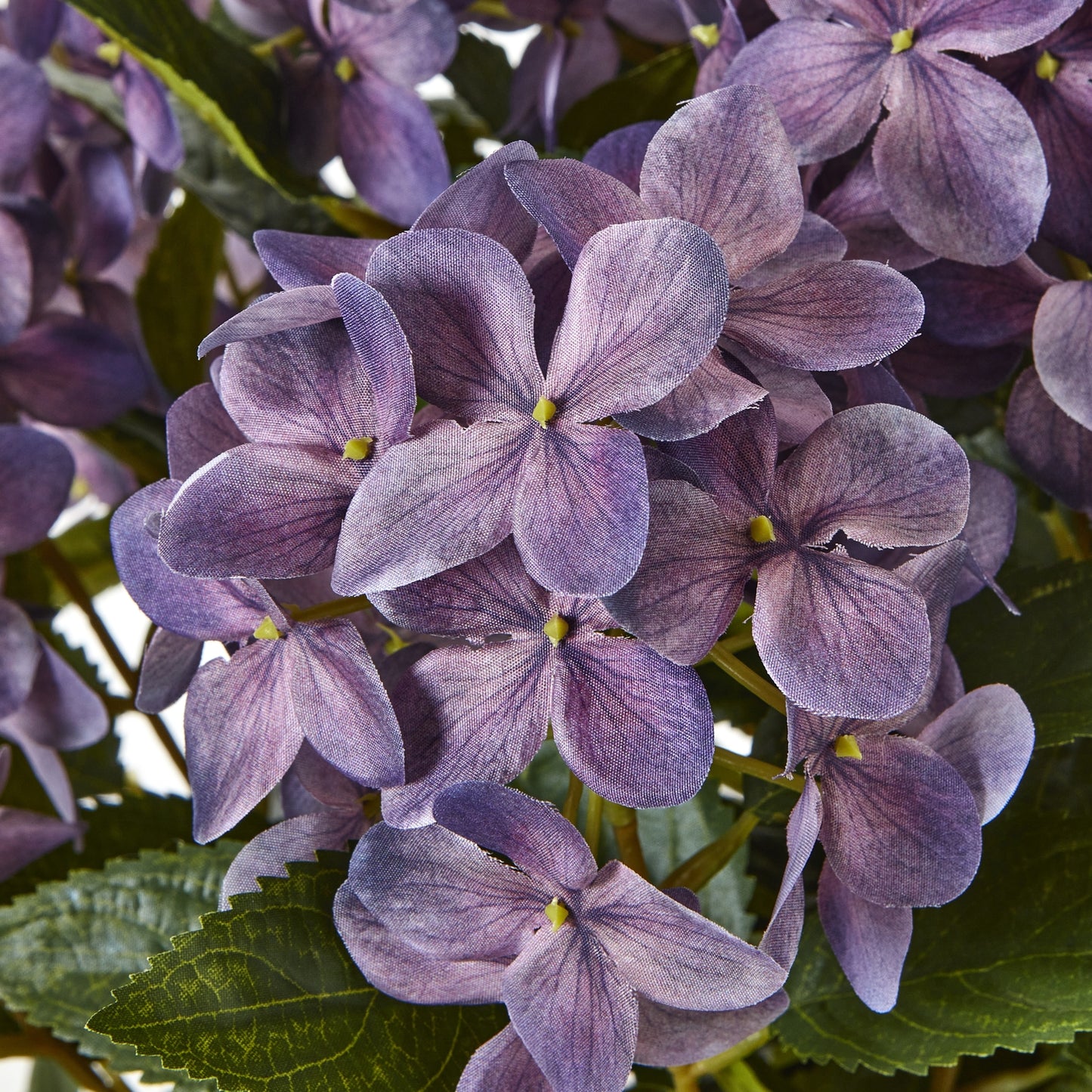 Close-up of purple hydrangea flowers with green leaves