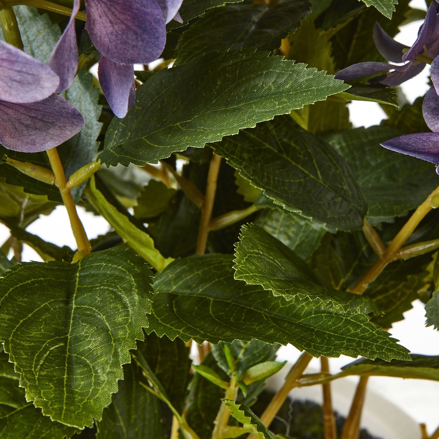 Close-up of green leaves and purple flowers with a white background