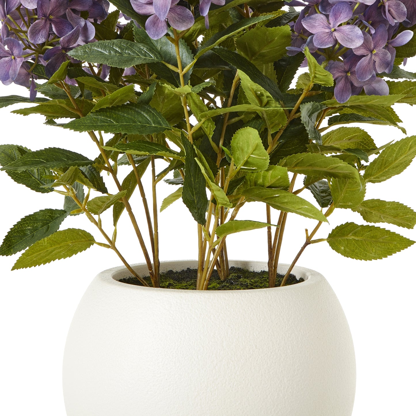 Potted plant with purple flowers and green leaves on a white background