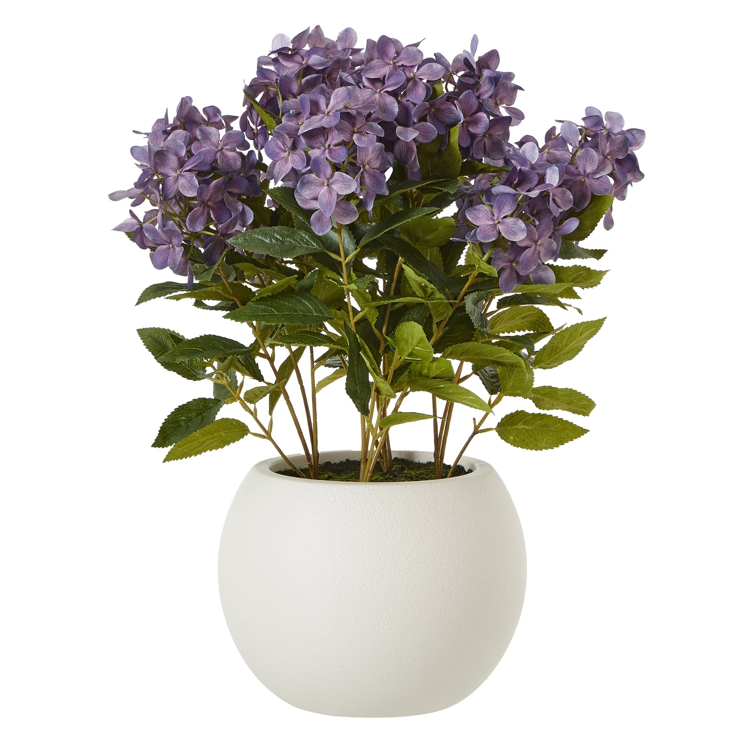 Potted plant with purple flowers and green leaves on a white background