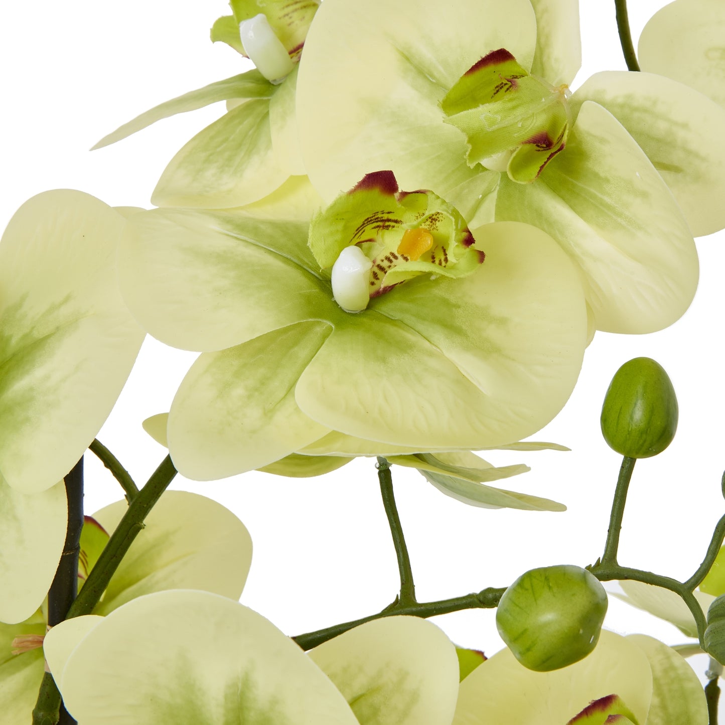 Close-up of light green orchids with a white background