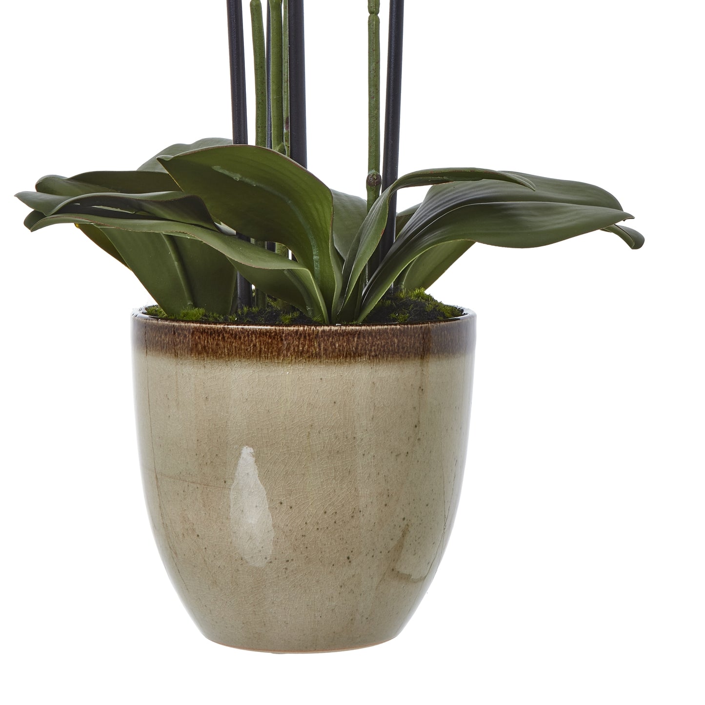 Potted plant with green leaves in a beige pot on a white background