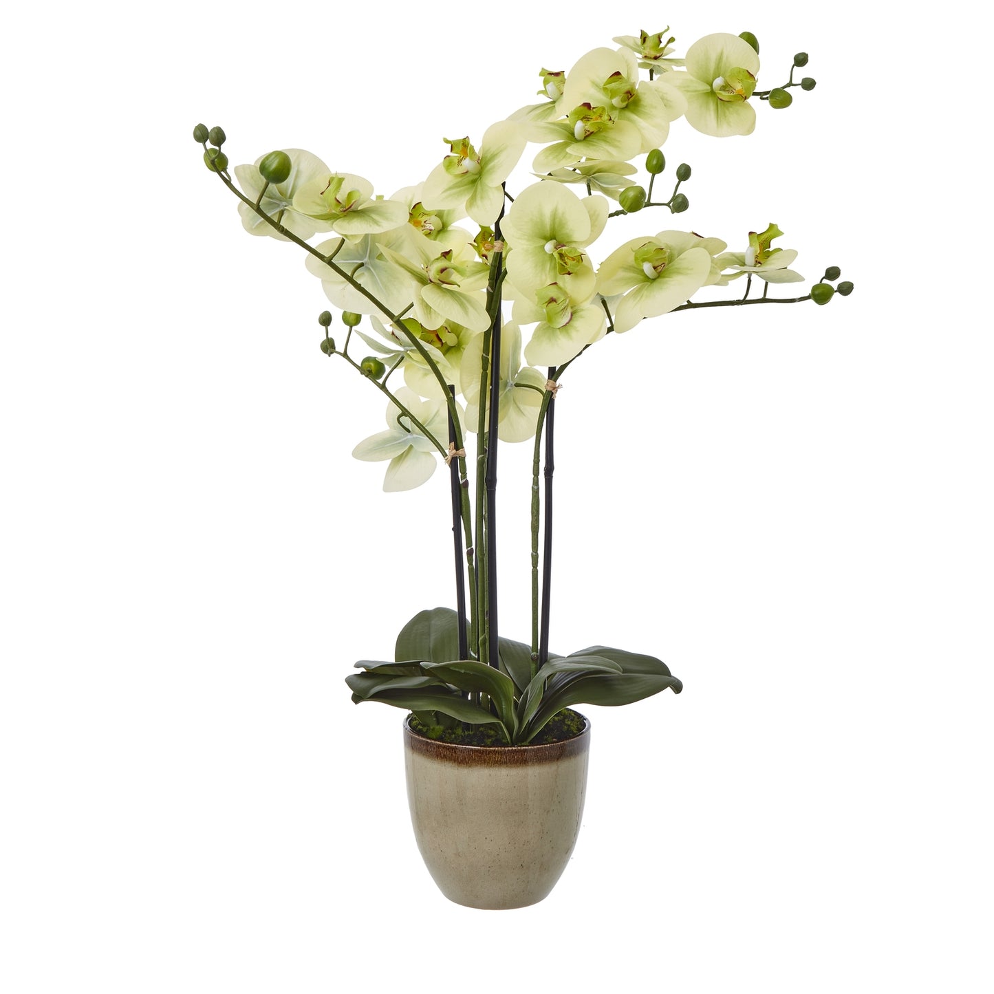 Artificial orchid plant in a pot on a white background