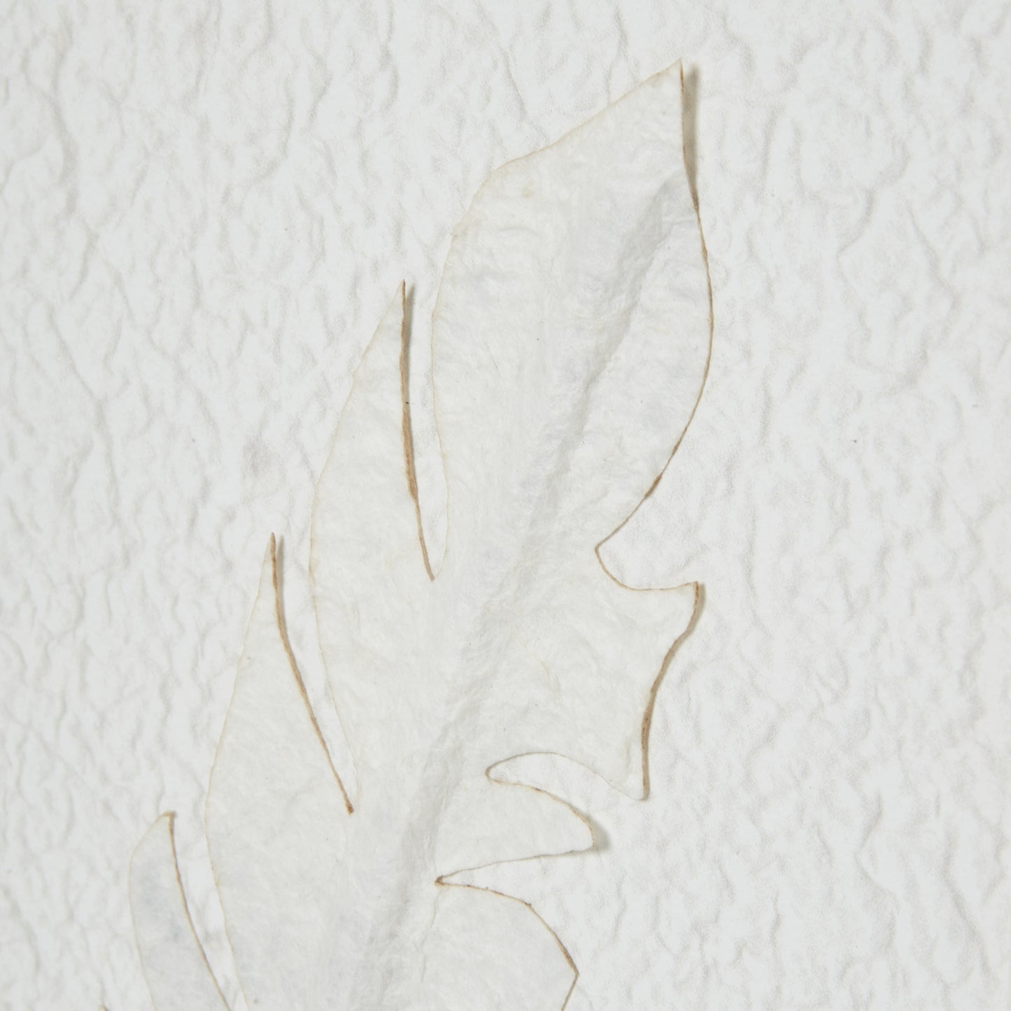 Zoomed in picture of feather