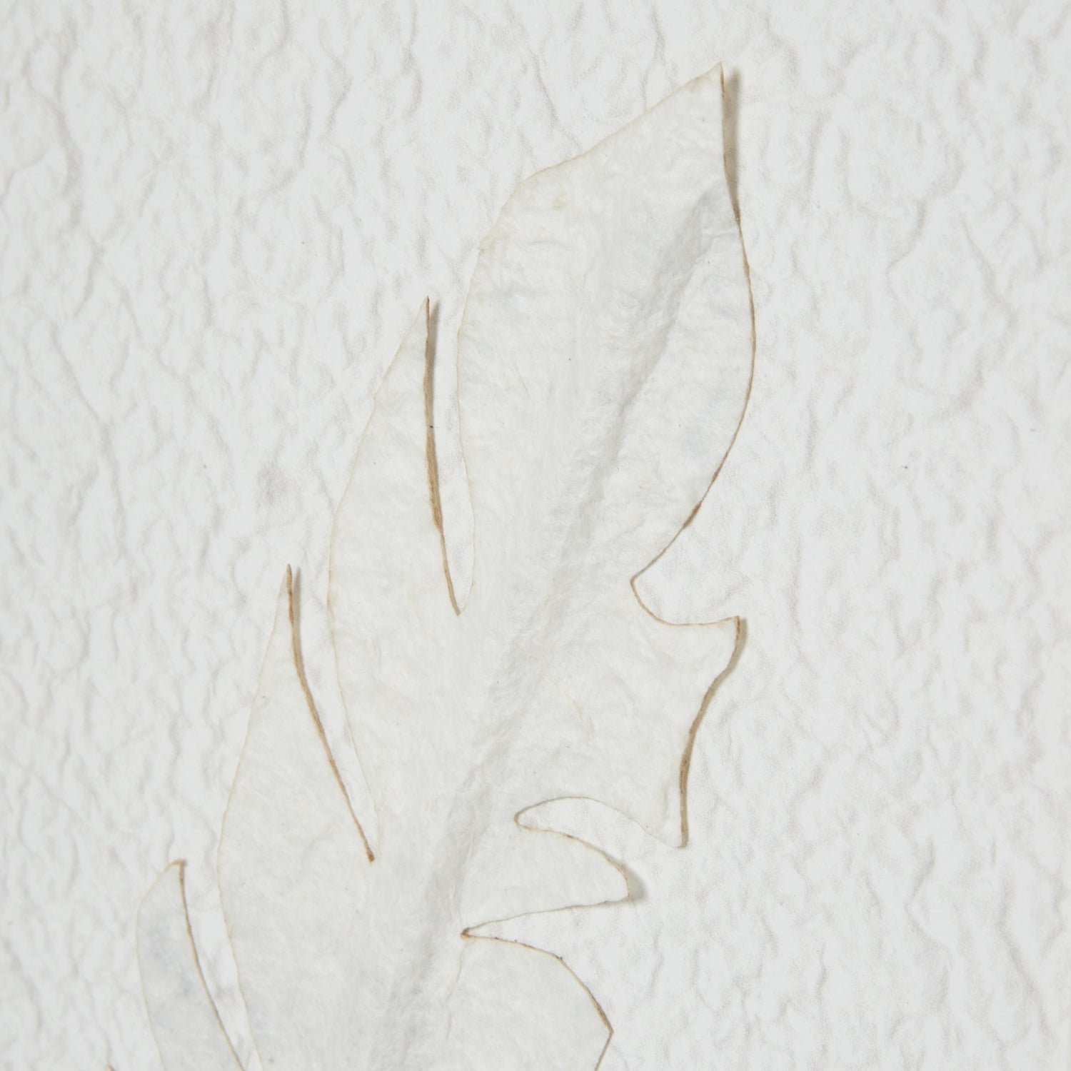 Zoomed in picture of feather